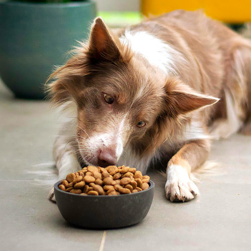 BENESSERE ALIMENTARE DEL CANE: garantire una dieta equilibrata e nutriente