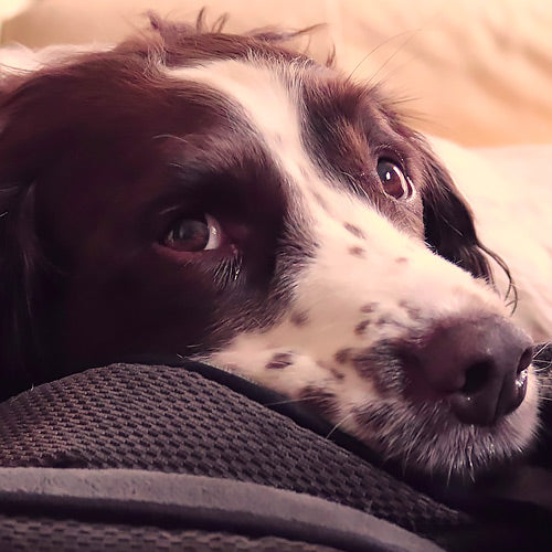 LA LEISHMANIOSI NEI CANI: Sintomi, Trattamento e Prevenzione