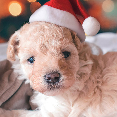 Natale felice e cucciolo su pacchetto natalizio nel periodo di Natale