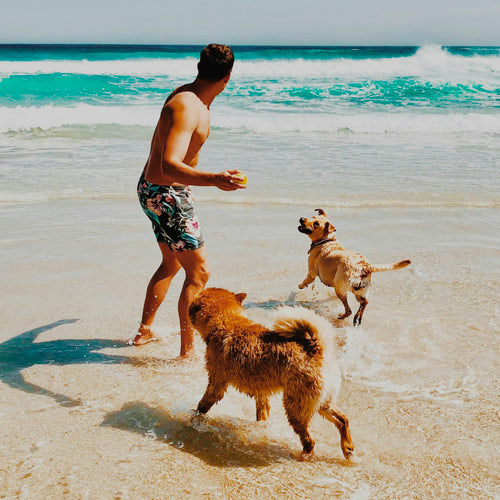 PARADISI PER PELOSI: Alcune spiagge italiane accoglienti per cani