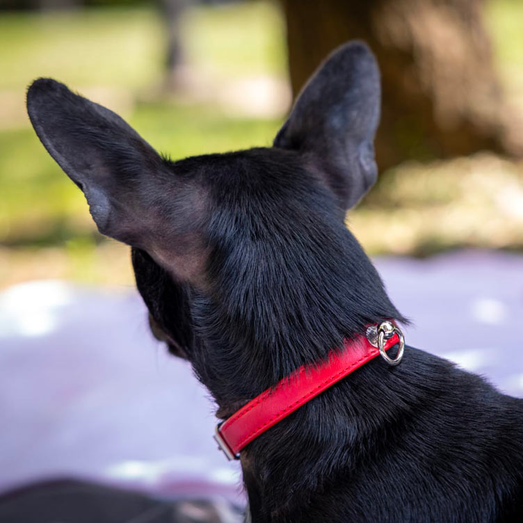 Collare in Pelle ROSSO