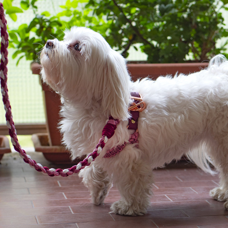 Guinzaglio in Paracord PROCIDA Lead Rope 8 Fili