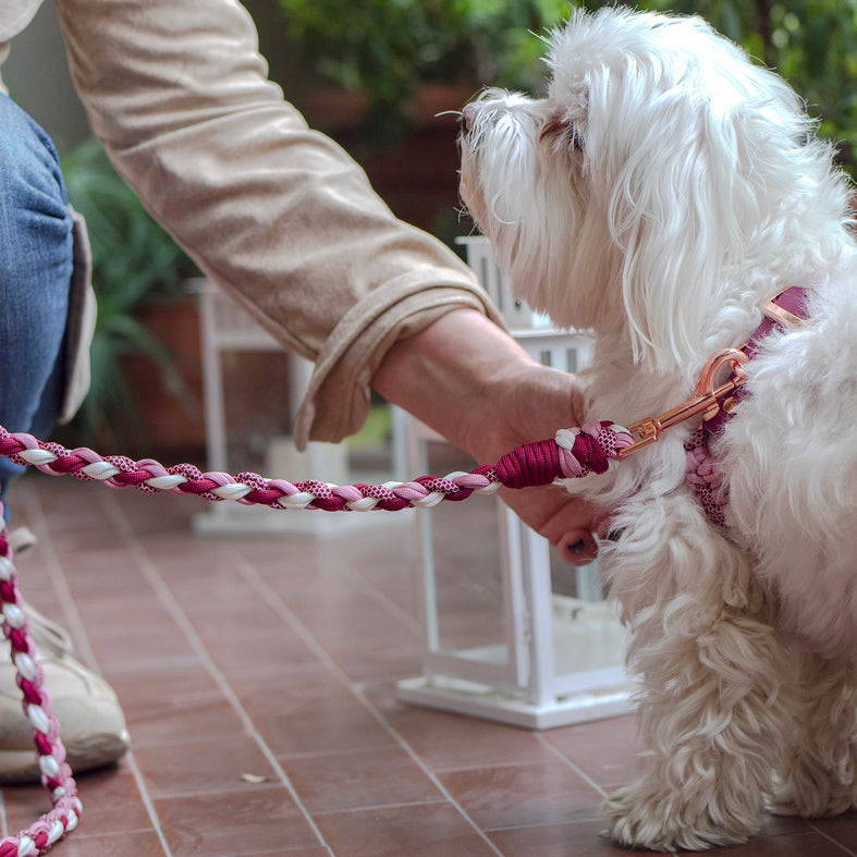 Guinzaglio in Paracord PROCIDA Lead Rope 8 Fili