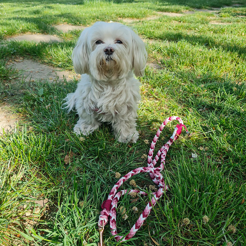 Guinzaglio in Paracord PROCIDA 8 Fili